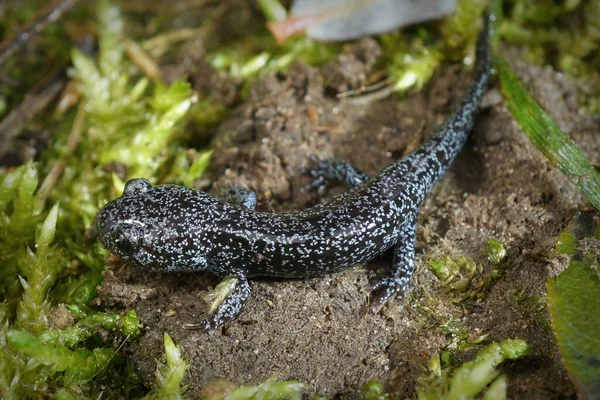 Вибірковий Фокус Ювенальній Синьо Плямистій Hynobius Lichenatu — стокове фото