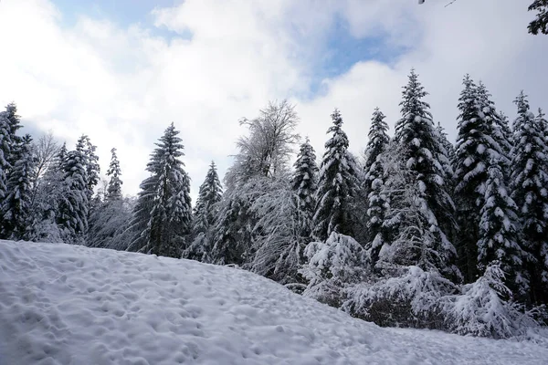 雪に覆われた冬の風景や木々 — ストック写真