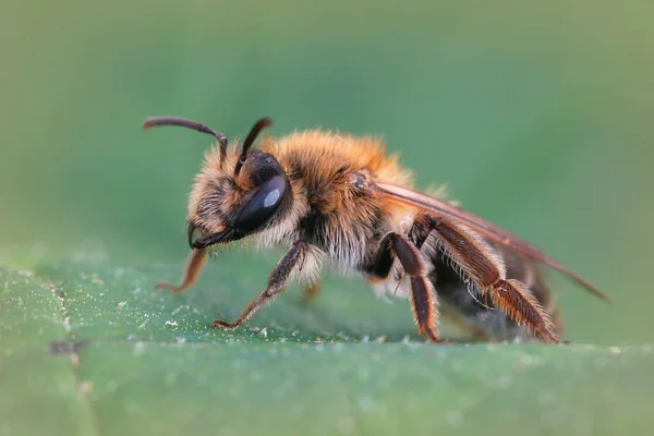 Egy Makró Felvétel Egy Férfi Andrena Nitida Méh Zöld Levél — Stock Fotó