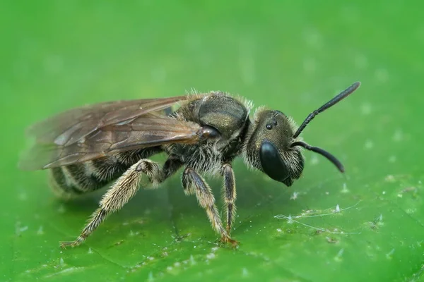 Una Macro Toma Abeja Sudorosa Femenina Sobre Fondo Hoja Verde —  Fotos de Stock