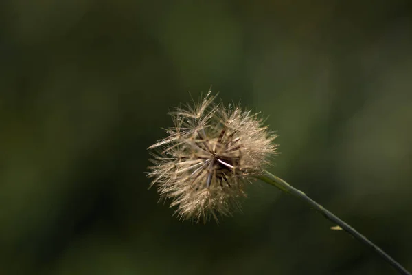 Silver Dandelion Light Background — Stock Photo, Image