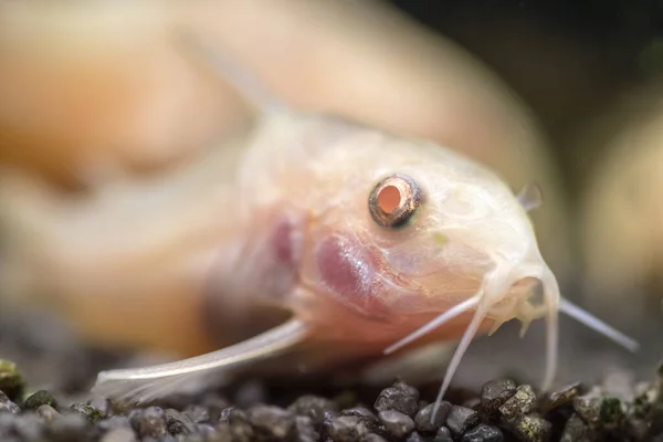 Een Close Shot Van Helderheid — Stockfoto