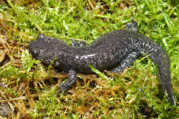 Hög Vinkel Skott Japanska Streamside Salamander — Stockfoto