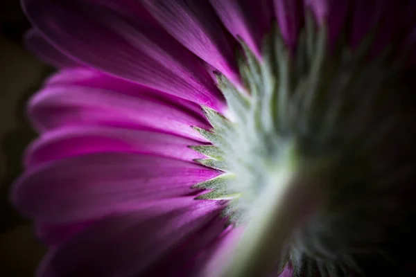 Una Parte Posterior Una Hermosa Flor Gerberas Púrpura —  Fotos de Stock