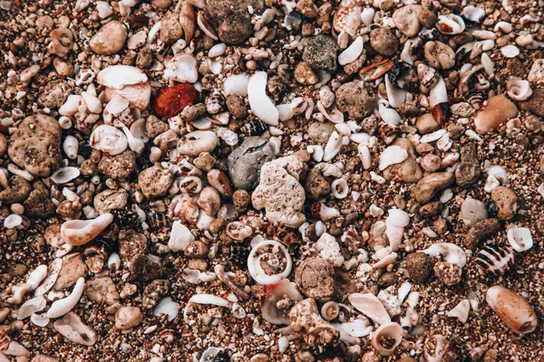 Top View Seashells Beach — Stock Photo, Image