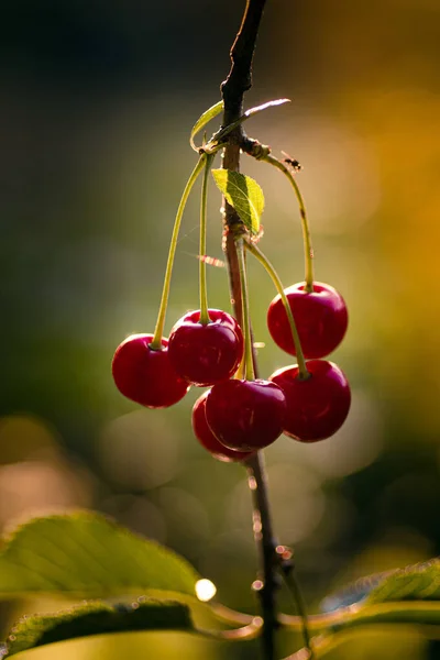 Uma Suculenta Cereja Madura Árvore Jardim — Fotografia de Stock