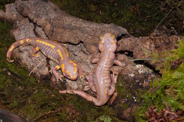 Enfoque Selectivo Dos Salamandras Albinas Fuego Europeas — Foto de Stock