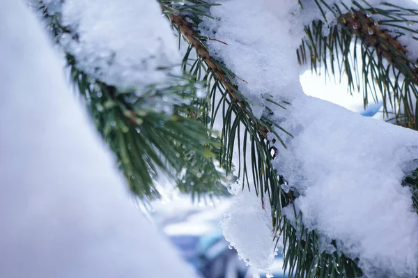 Ein Kühler Blick Auf Kiefernnadelblätter Die Winter Mit Schnee Bedeckt — Stockfoto