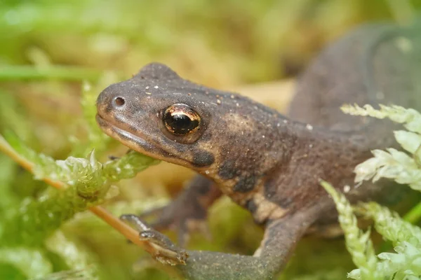 Closeup Shot Female Northern Banded Newt Green Bokeh Background — Stock Photo, Image