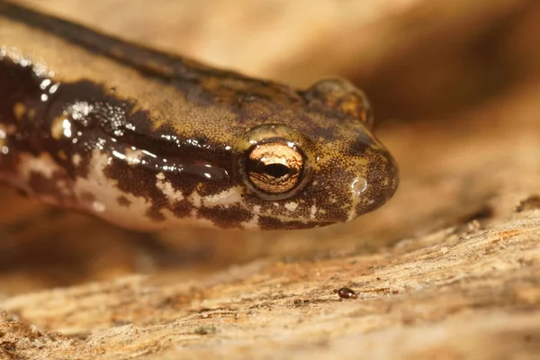 Selektywne Ujęcie Eurycea Guttolineata Salamander — Zdjęcie stockowe