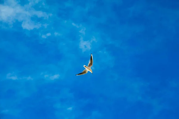 Mavi Gökyüzünün Altında Bulutlarla Uçan Bir Martının Alçak Açılı Görüntüsü — Stok fotoğraf