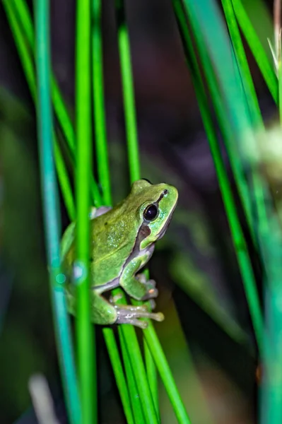 Zelená Žába Dřevěná Žába Divočině — Stock fotografie