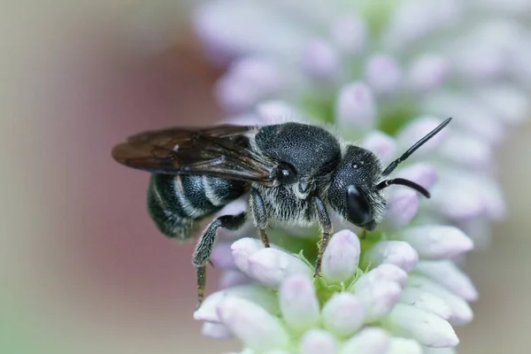 Makro Ujęcie Samicy Pszczoły Kwiatku Ogrodzie — Zdjęcie stockowe