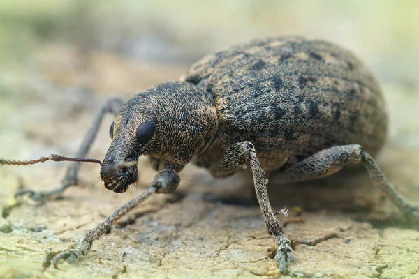 Primer Plano Curculio Nucum Weevil Una Superficie Madera Envejecida —  Fotos de Stock