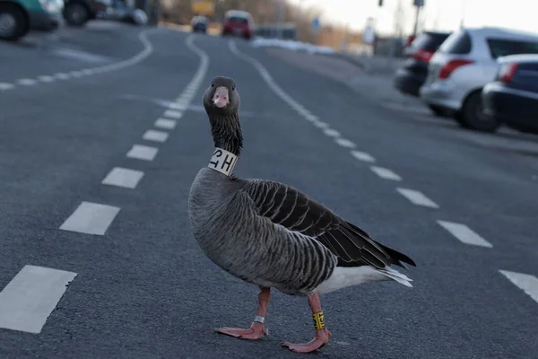 Eine Selektive Fokusaufnahme Einer Gans Mitten Auf Einer Straße — Stockfoto