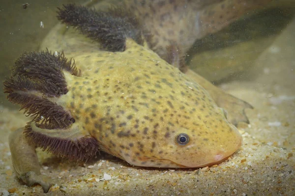 Närbild Bild Sjön Patzcuaro Salamander Vattenytan — Stockfoto