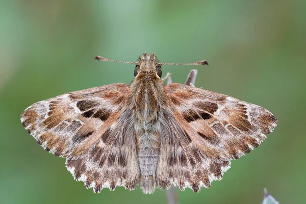 Detailní Hřbetní Zblízka Mallow Skipper Carcharodus Alceae Zeleném Pozadí — Stock fotografie