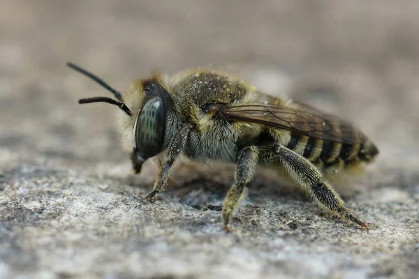 Een Macro Shot Van Een Mannelijke Lithurgus Chrysurus Solitary Bee — Stockfoto