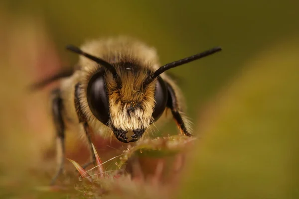 Fecho Frontal Uma Abelha Cortador Folhas Patchwork Megachile Centuncularis Escondido — Fotografia de Stock