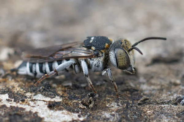 Makro Záběr Ženské Leptoparazitické Včely Ošlehaném Dřevěném Povrchu — Stock fotografie