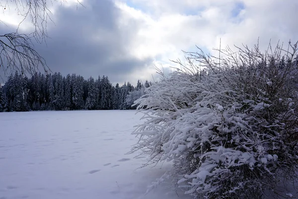 Paysage Hivernal Des Arbres Couverts Neige — Photo