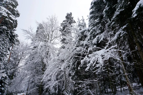 Ett Vinterlandskap Och Träd Täckta Med Snö — Stockfoto