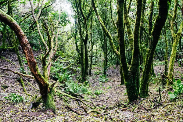 Hermoso Vieparque Rural Anaga Isla Tenerife España — Foto de Stock