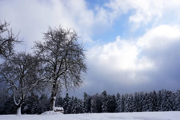 冬日的风景和被雪覆盖的树木 — 图库照片