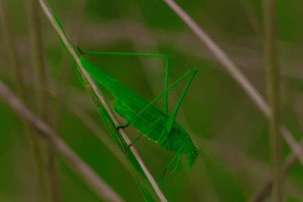 Een Close Shot Van Een Groene Sprinkhaan Het Gras — Stockfoto