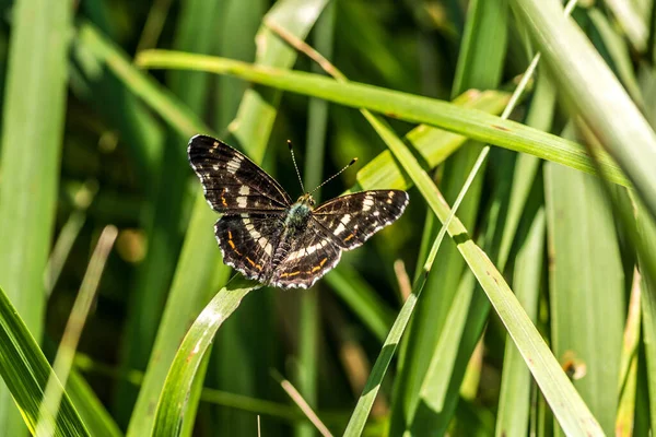 Eine Nahaufnahme Eines Großen Schwarzen Gebundenen Schmetterlings — Stockfoto