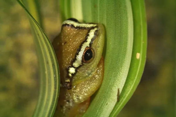 Closeup Shot African Reed Frog Hiding Green Leaves — Stock Photo, Image