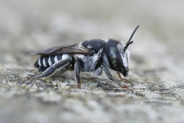 Wybiórczy Ujęcie Ostrości Samicy Megachile Apicalis — Zdjęcie stockowe