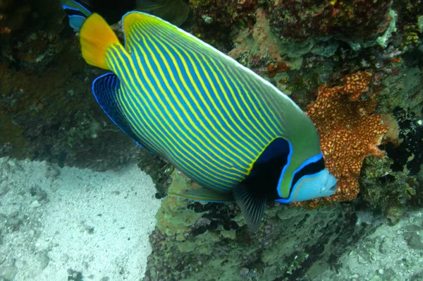 Een Closeup Van Een Prachtige Emperor Engelfish Nabij Een Zee — Stockfoto