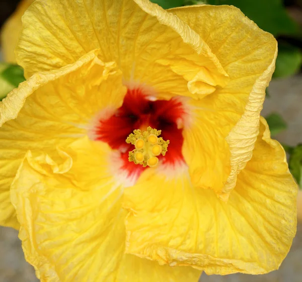 昼間の庭で黄色のハイビスカスの花の閉鎖 — ストック写真