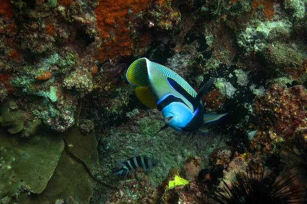 Close Belo Imperador Angelfish Perto Coral Marinho — Fotografia de Stock