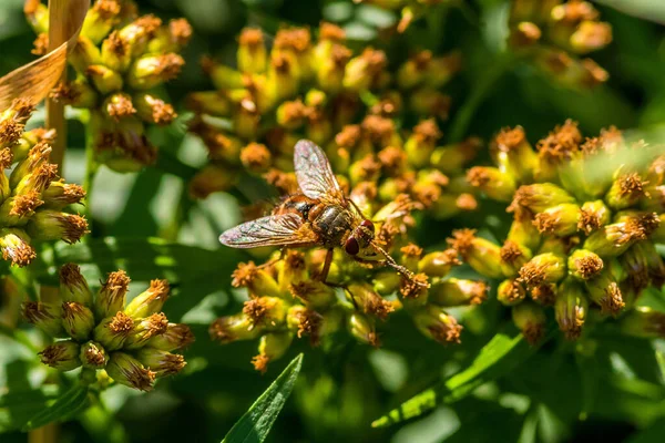 Tiro Close Inseto Howerfly Flores Amarelas — Fotografia de Stock