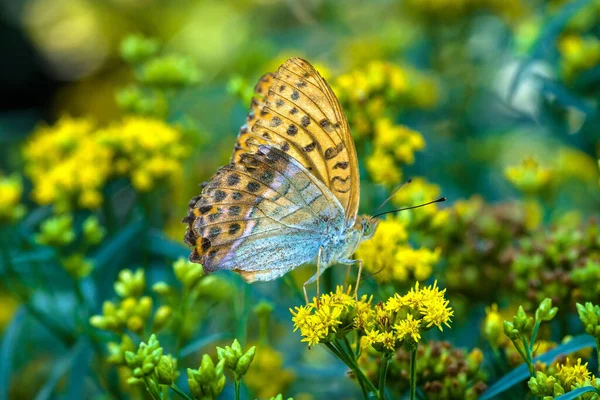 Papillon Dignitaire Framboise Parmi Les Fleurs Jaunes — Photo