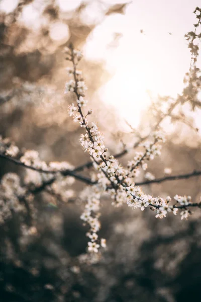 Vertical Shot Cherry Blossoms — Stock Photo, Image
