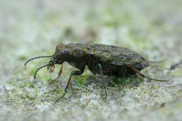 Selektiv Fokusbild Elaphrus Riparius Skalbagge — Stockfoto