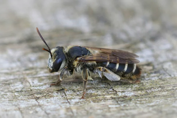 Tiro Seletivo Foco Andrena Variabilis Fêmea — Fotografia de Stock