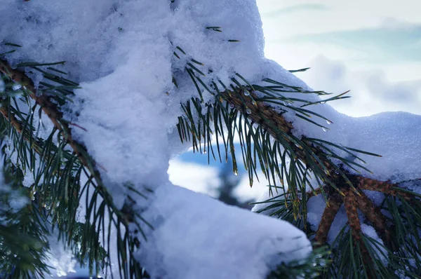 Ein Kühler Blick Auf Kiefernnadelblätter Die Winter Mit Schnee Bedeckt — Stockfoto