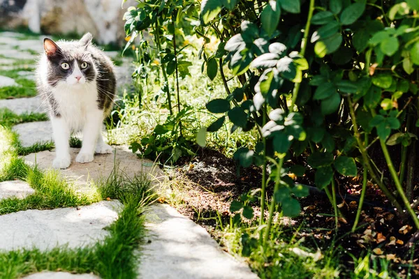 Gato Sorprendido Caminando Parque Cerca Rosales —  Fotos de Stock