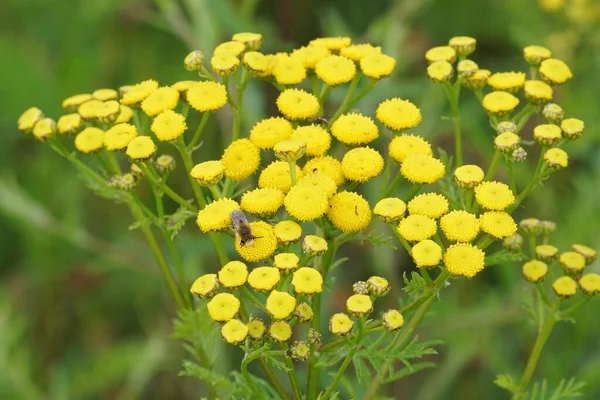 黄色の一般的なヨモギ タナセツムハゲワシ 訪問仲間の蜂と花 クニカリウスを収集します — ストック写真