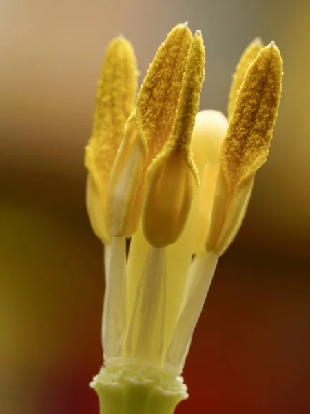 Tiro Vertical Estame Tulipa Contra Fundo Embaçado — Fotografia de Stock