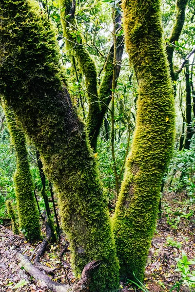 Tiro Vertical Árvores Parque Rural Anaga Ilha Tenerife Espanha — Fotografia de Stock