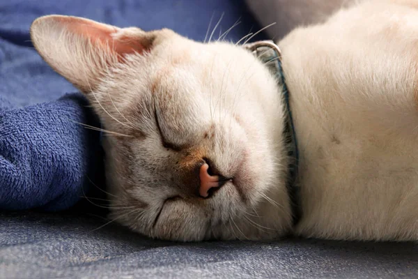 Closeup Shot Cute White Cat Sleeping Sofa Eyes Shut — Stock Photo, Image