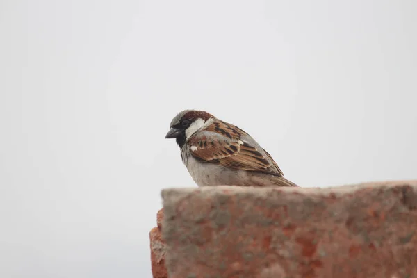 Eine Flache Aufnahme Eines Schönen Vogels Der Auf Einem Stein — Stockfoto