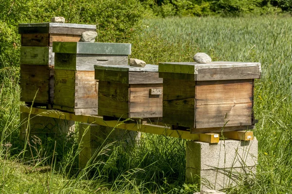 프랑스 오베르 론알프에 초원에는 벌집이 — 스톡 사진