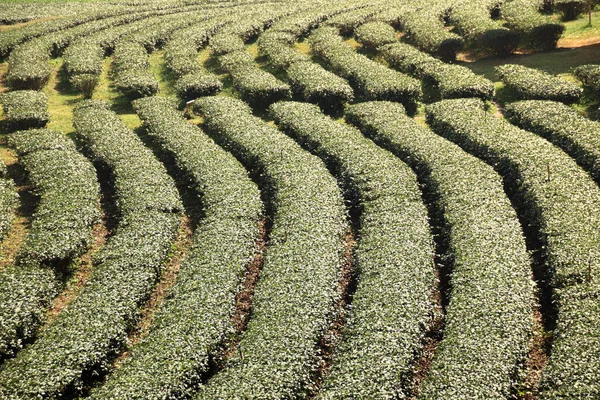 Вид Сверху Чайные Плантации Линейных Узорах Листья Зеленого Чая Абова — стоковое фото