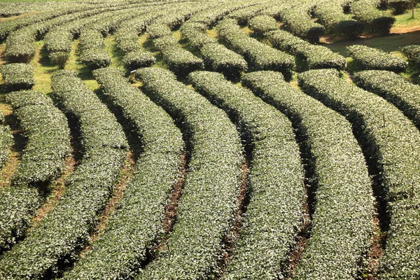 Överblick Över Teplantagerna Linje Mönster Grönt Blad Från Abov — Stockfoto